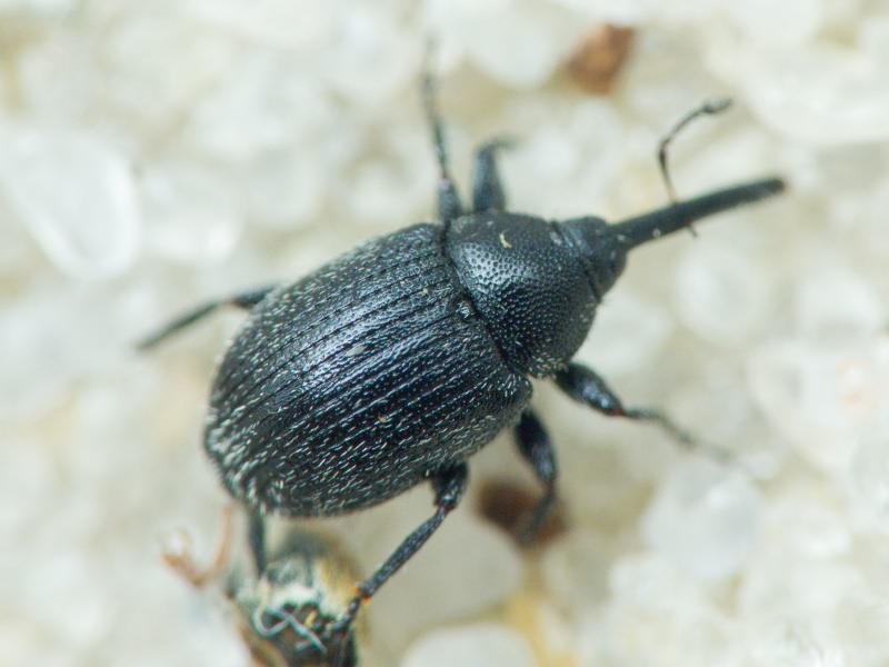 Rhinusa asellus (Gravenhorst, 1807)